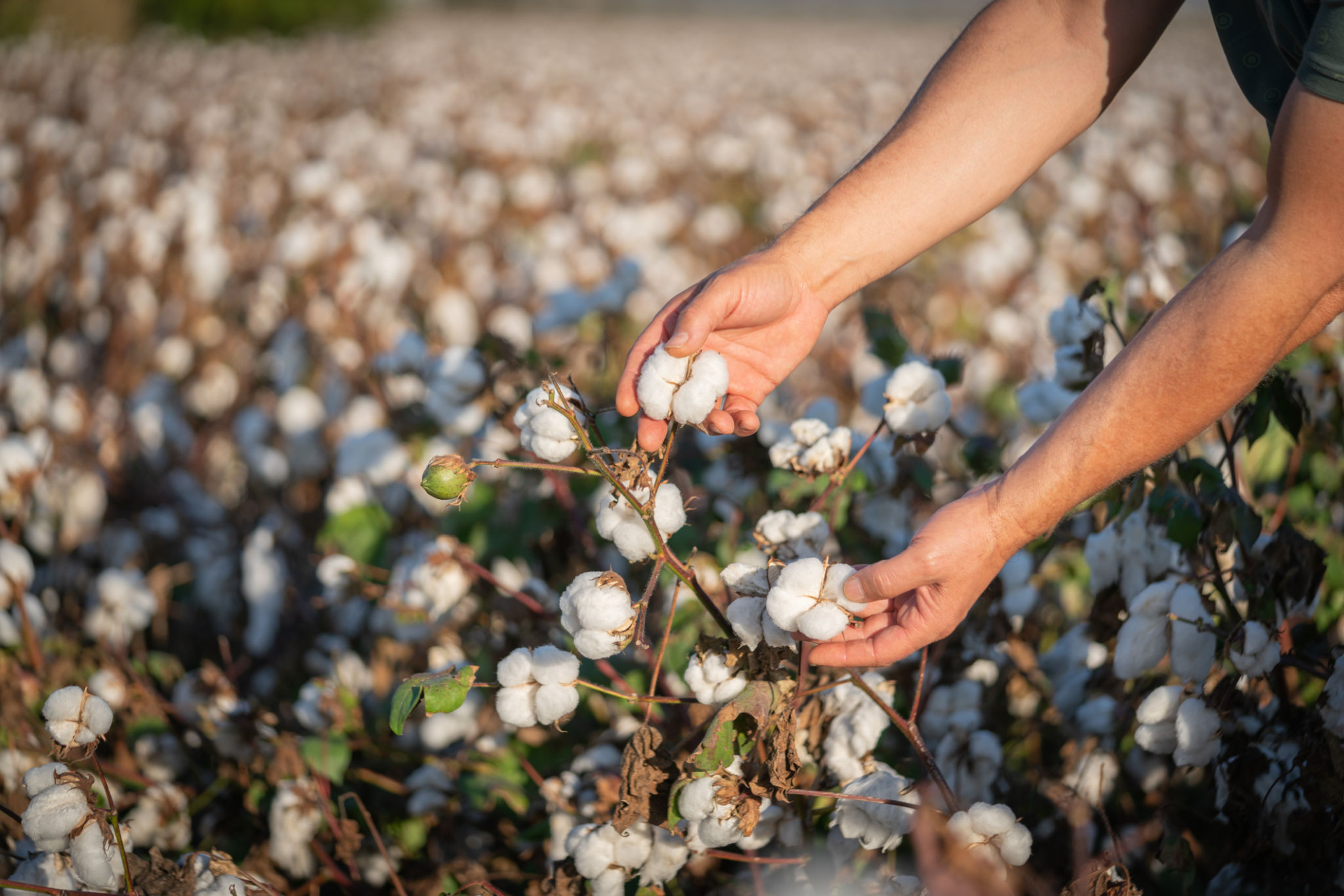 organic cotton clothing