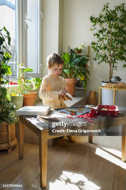 preschooler boy making herbarium from autumn leaves in brightly nook of room at the window - herbarium stock pictures, royalty-free photos & images