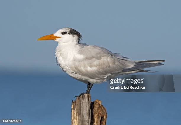 royal tern (sterna maxima) in winter plumage - royal tern stockfoto's en -beelden