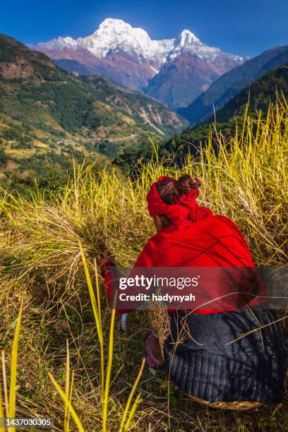 nepali young woman cutting a grass in her village, annapurna range on background - nepal women stock pictures, royalty-free photos & images