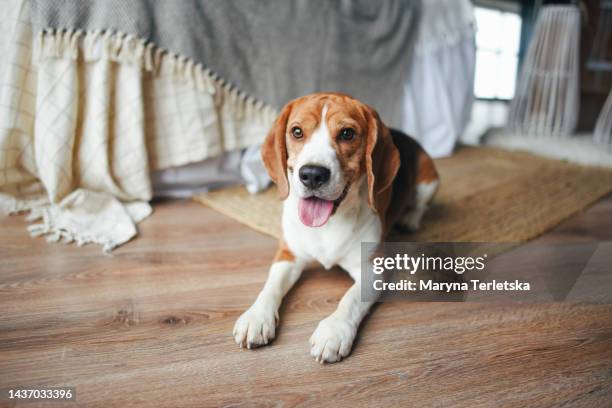 a young beagle dog lies on the floor. pedigree dog. home pet. - beagle stock pictures, royalty-free photos & images