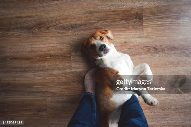 a young beagle dog lies on the floor. pedigree dog. home pet. - pie in the face fotografías e imágenes de stock