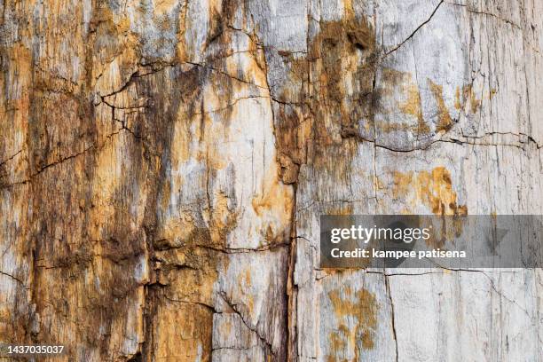 full frame shot of natural wood become stone texture pattern - mottled stock pictures, royalty-free photos & images