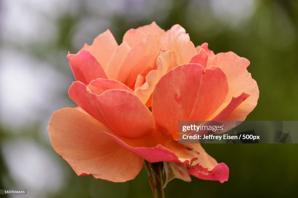 Close-up of pink rose