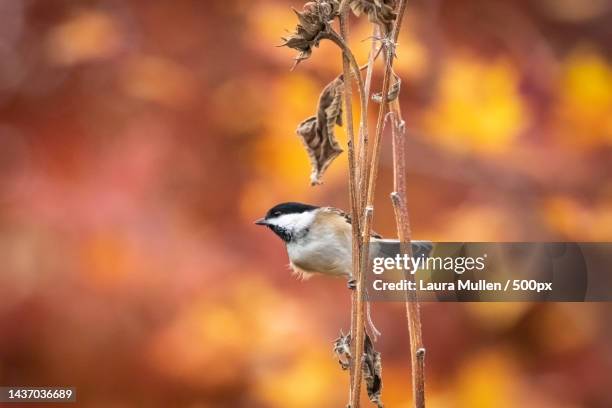 close-up of songtitmouse perching on branch,bettendorf,iowa,united states,usa - chickadee stock pictures, royalty-free photos & images