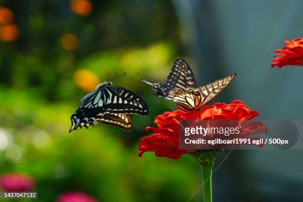 close-up of butterfly pollinating on red flower,kaimana,indonesia - july 1991 stock pictures, royalty-free photos & images