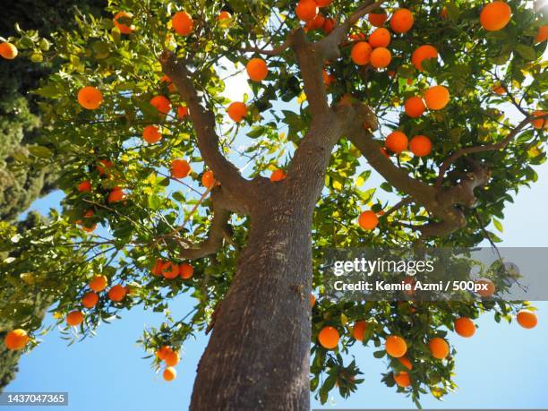 low angle view of orange fruits hanging on tree - orange blossom ストックフォトと画像