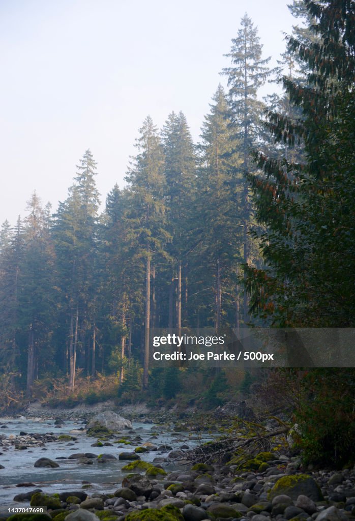 Scenic view of river amidst trees in forest against sky,United States,USA