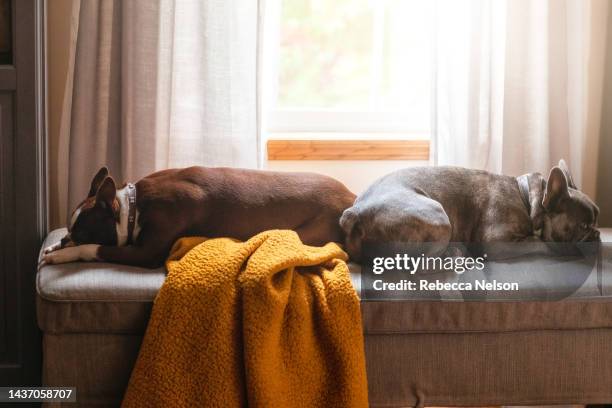 boston terrier and french bulldog resting - rebecca brown stock pictures, royalty-free photos & images