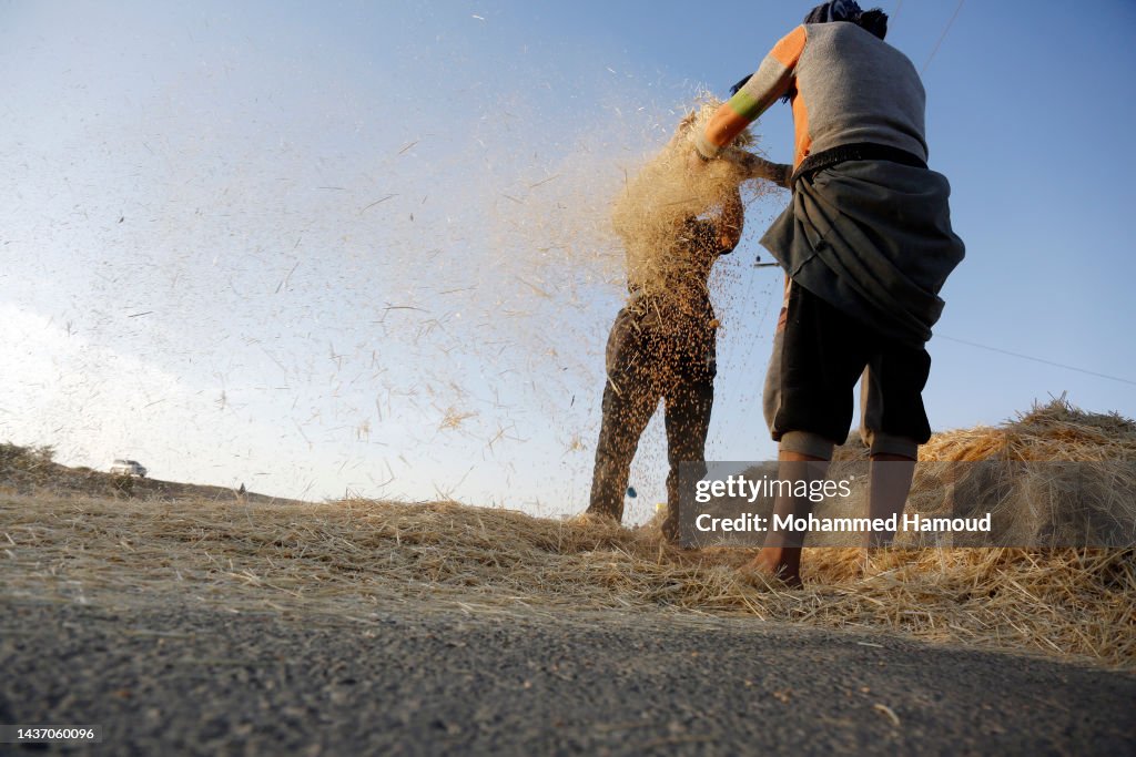 Farmers In Old Way Threshing Harvested Wheat Crop In Yemen 2022