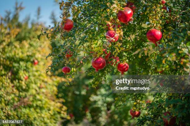 reife granatäpfel an bäumen im garten, - granatapfel stock-fotos und bilder