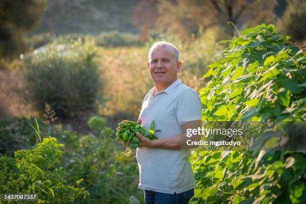 man smiling at camera while picking green peppers in garden - chili farm stock pictures, royalty-free photos & images