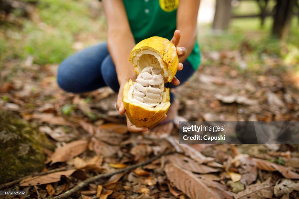 Open cocoa bean showing the seeds