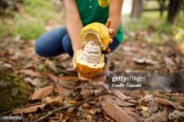 open cocoa bean showing the seeds - cacao fruit stock pictures, royalty-free photos & images