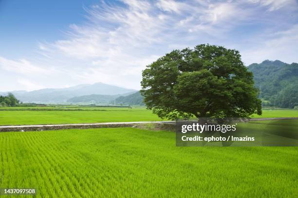 zelkova tree in boeun-gun, chungcheongbuk-do - elm tree stockfoto's en -beelden