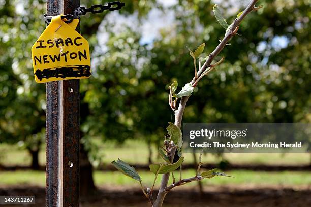 Lester Snare, a horticulturalist for the NSW Department of Primary Industries, holds a graft descended from Isaac Newton's original apple tree at the...