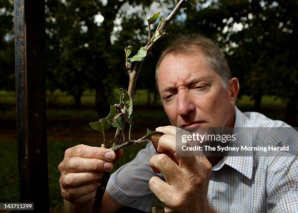 Lester Snare, a horticulturalist for the NSW Department of Primary Industries, holds a graft descended from Isaac Newton's original apple tree at the...