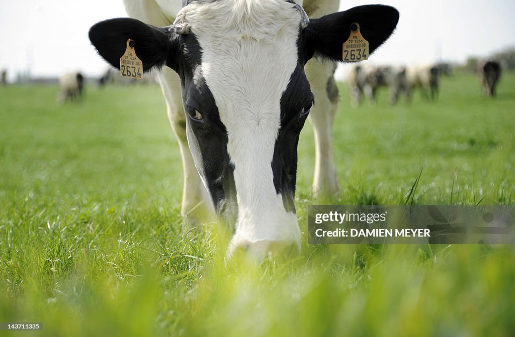 A cow grazes on April 14, 2011, in a fie