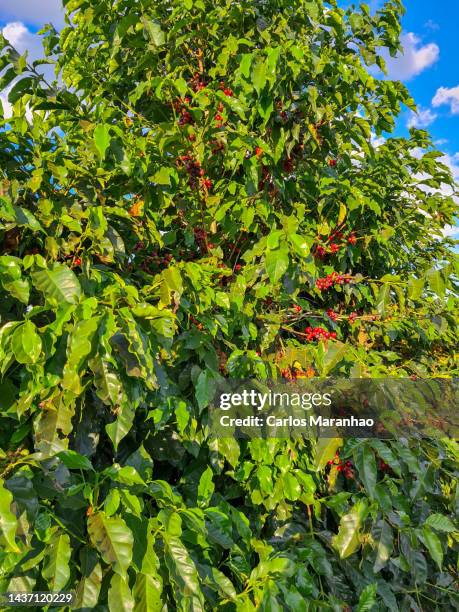 agriculture in brazil - são roque de minas stock-fotos und bilder