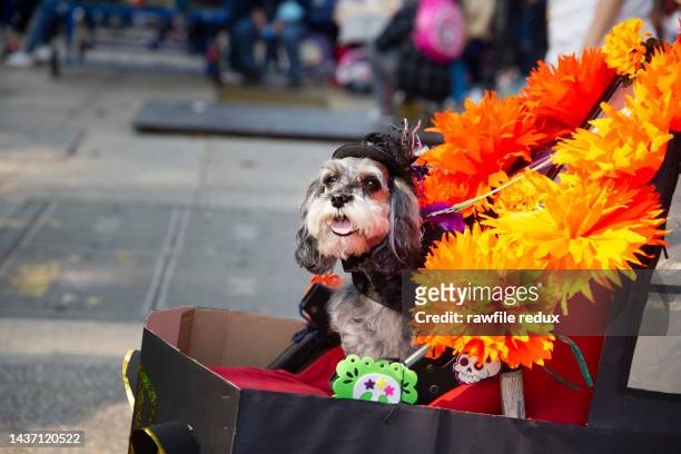 an adorable dog - petite parade stock pictures, royalty-free photos & images