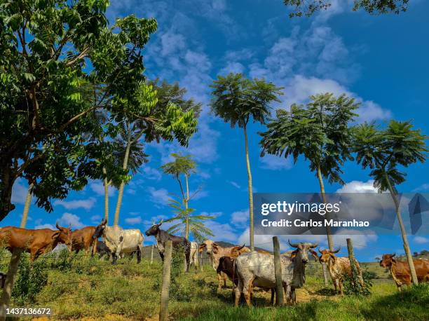 livestock on a farm in southeastern brazil - são roque de minas - fotografias e filmes do acervo