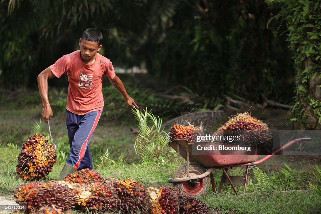 Images Of PT Bakrie Sumatera's Palm Oil, Rubber And Oleochemical Facilities