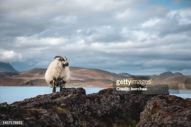 icelandic sheep - central highlands iceland stock pictures, royalty-free photos & images