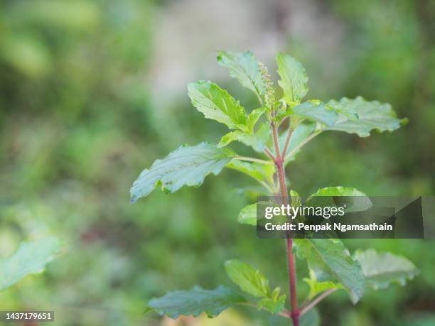 red thai holy basil ocimum tenuiflorum sanctum or tulsi kaphrao holy basil is an erect, leaves red vegetable with flower blooming in garden on nature background - tulsi stock pictures, royalty-free photos & images