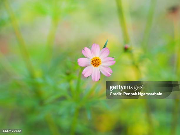 pink flower cosmos caudatus, wild cosmos, ulam raja, king of salad fresh blooming in garden green leaves vegetable food background - garden coreopsis flowers stock pictures, royalty-free photos & images