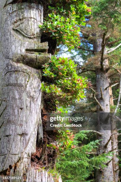 decaying mortuary poles in the canadian wilderness - haida gwaii totem poles stock pictures, royalty-free photos & images