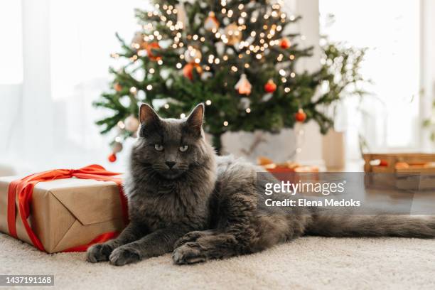 portrait of a gray cat lying next to new year's gifts and a decorated christmas tree and looking at the camera - cat with red hat foto e immagini stock