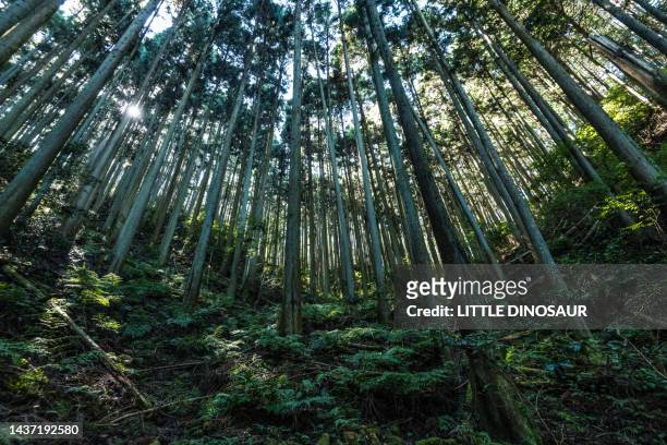 the edge slope of cedar plantation - cryptomeria japonica stock pictures, royalty-free photos & images