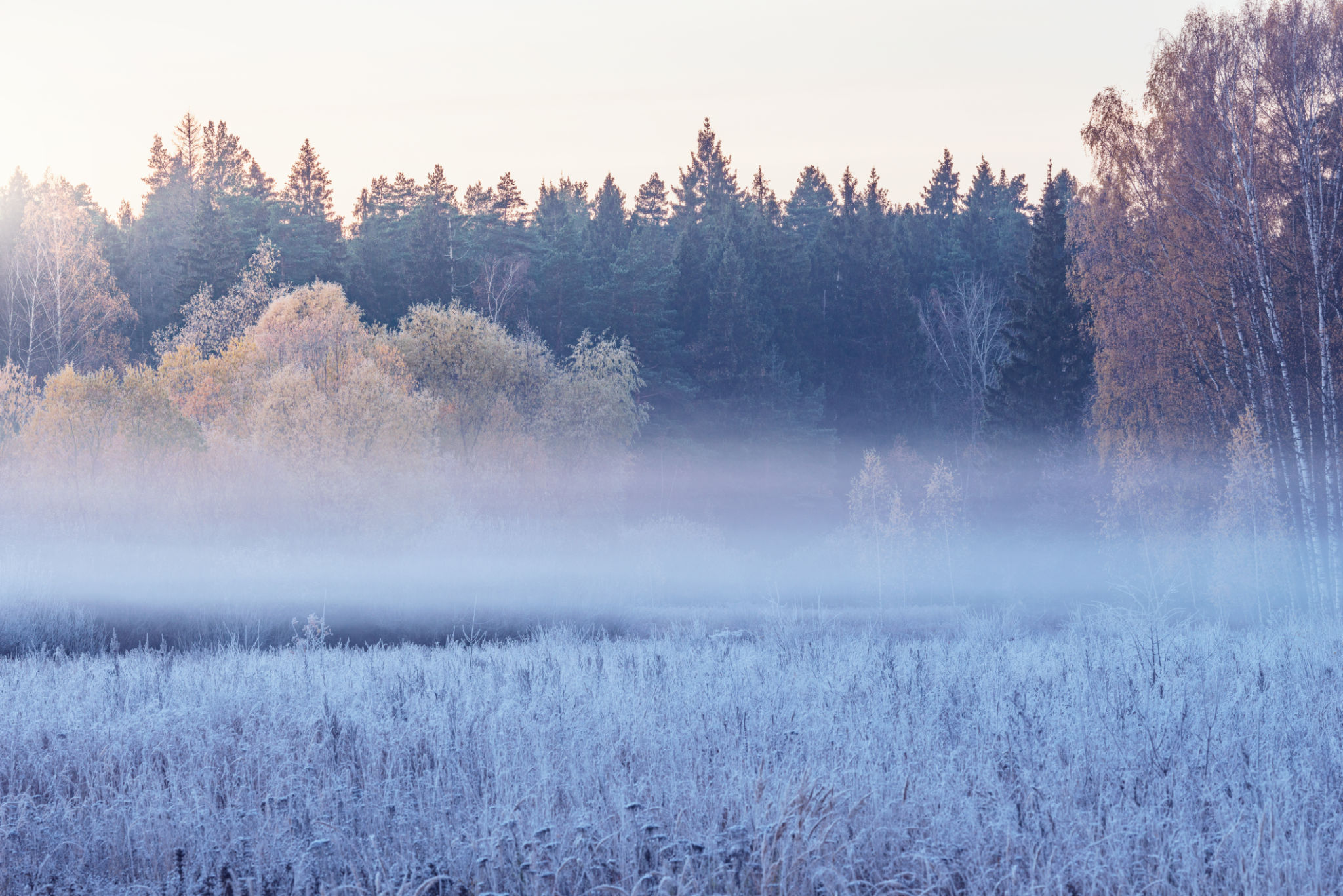 Fog above the meadow at autumn morning. Fog above the meadow at autumn morning.