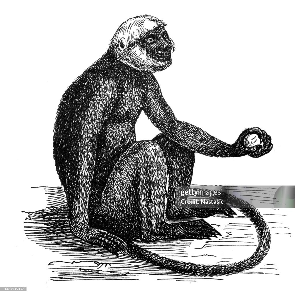 The Diana monkey (Cercopithecus diana)