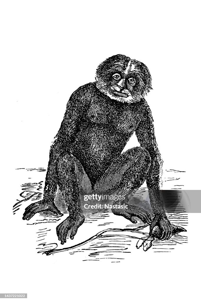 Thelar The Lar Gibbon Also Known As The Whitehanded Gibbon High-Res Vector ...