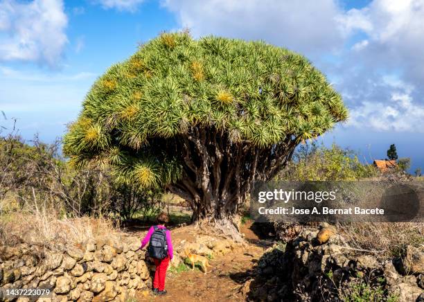 woman hiking along a coastal path with drago trees on the island of la palma. - dragon tree stock pictures, royalty-free photos & images