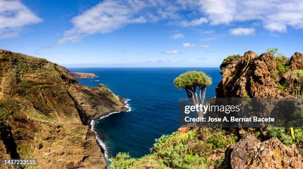 coast landscape with cliffs on the island of la palma, canary islands. - dracaena stockfoto's en -beelden