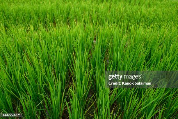 full frame shot of rice paddy field - timothy grass imagens e fotografias de stock