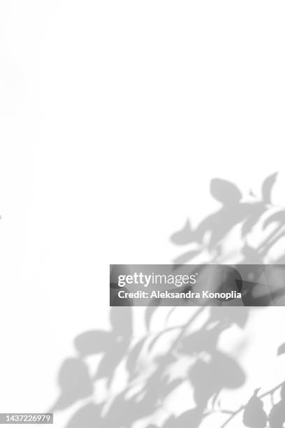 shadows of wild vine leaves on a white wall - shade ストックフォトと画像