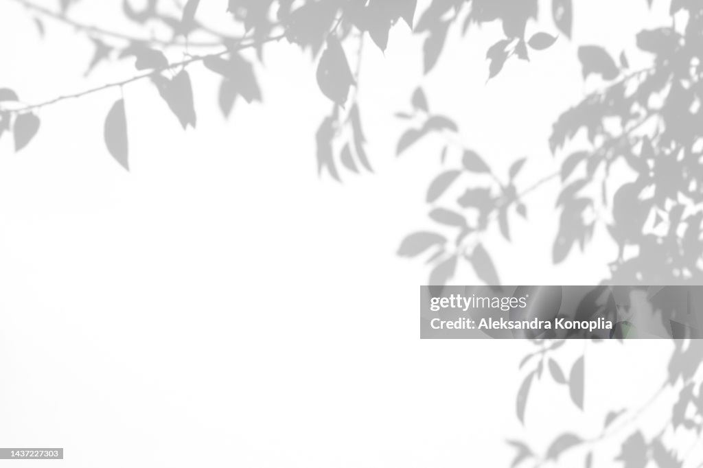 Shadows of tree branches with leaves on a white wall
