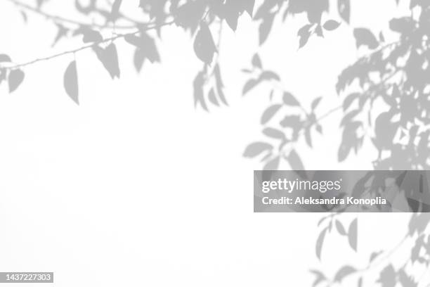 shadows of tree branches with leaves on a white wall - ombra in primo piano foto e immagini stock