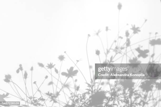 gray shadows of grass and flowers on white wall - ombre photos et images de collection