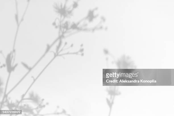 gray shadows of grass and flowers on white wall - schatten im mittelpunkt stock-fotos und bilder