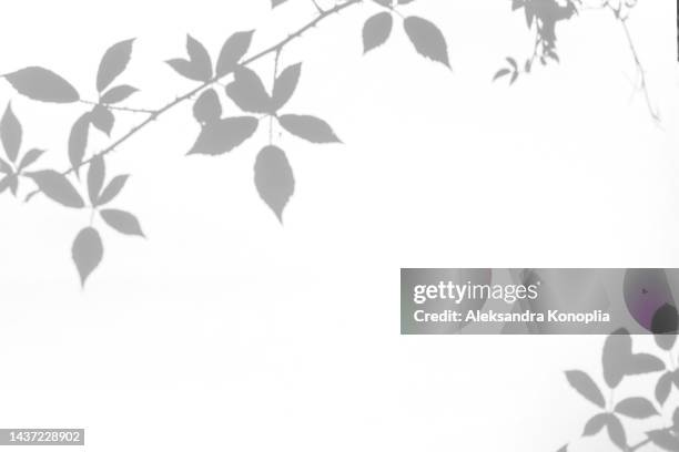 shadows of wild vine leaves on a white wall - blak and white leaves fotografías e imágenes de stock