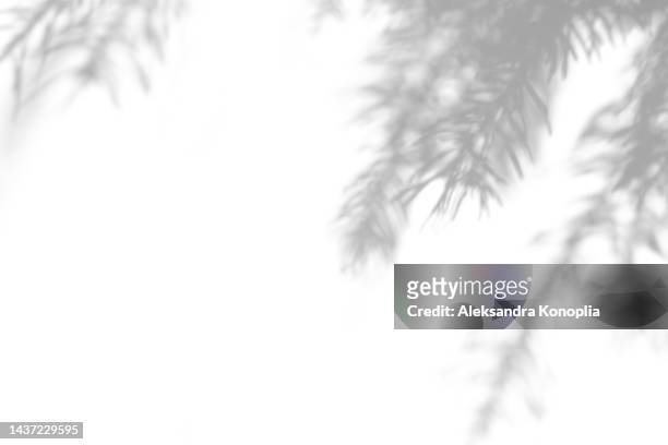 shadows of fir tree branches on a white wall - shadow foto e immagini stock
