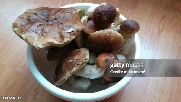 bucket of freshly picked mushrooms - cep, porcino or penny-bun bolete (boletus edulis) - boletus reticulatus stock pictures, royalty-free photos & images