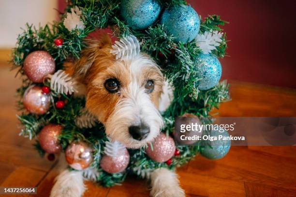 dog dressed up in christmas wreath with christmas balls - funny christmas dog stock pictures, royalty-free photos & images