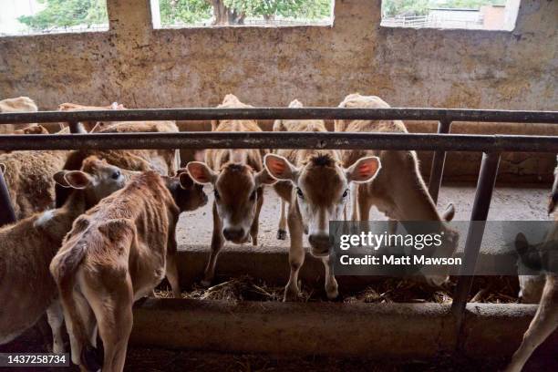 jersey dairy calfs on an organic farm in mpumulanga province south africa - jersey cattle stock pictures, royalty-free photos & images