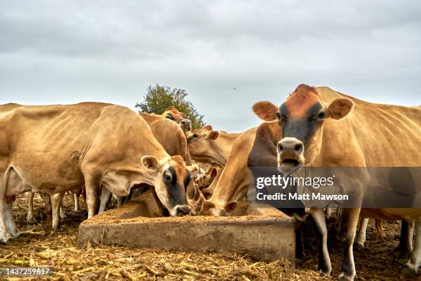 jersey dairy cows on an organic farm in mpumulanga province south africa - jersey cattle stock pictures, royalty-free photos & images