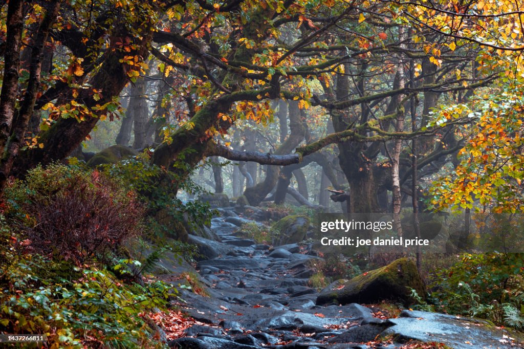 Ancient Oak Forest, Padley Gorge, Grindleford, Peak District, Derbyshire, England